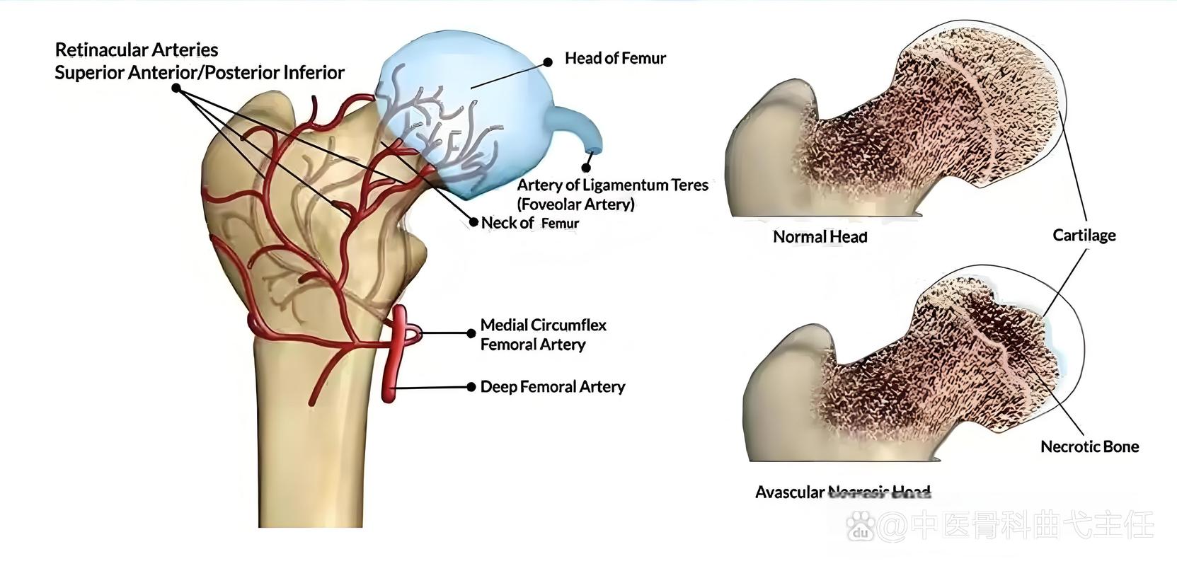 om circumflex artery,Understanding the Om Circumflex Artery: A Comprehensive Guide