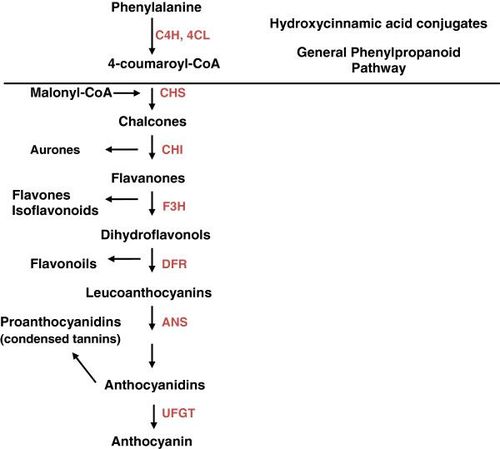 om cardiology abbreviation,Understanding OM Cardiology: A Comprehensive Overview