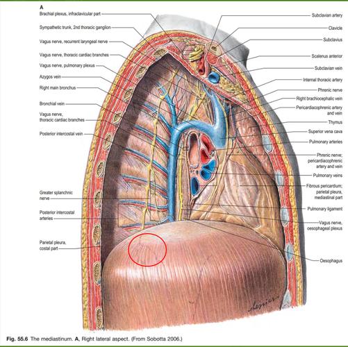 om chanting vagus nerve,Om Chanting and Vagus Nerve: A Deep Dive into Their Synergistic Benefits