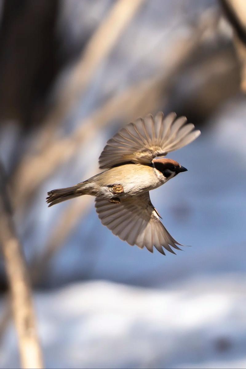 om-5 bird photography,Om-5 Bird Photography: A Comprehensive Guide